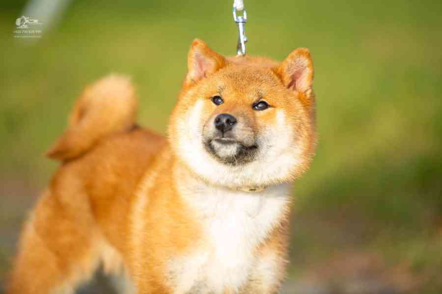 Shiba s PP - foto 7