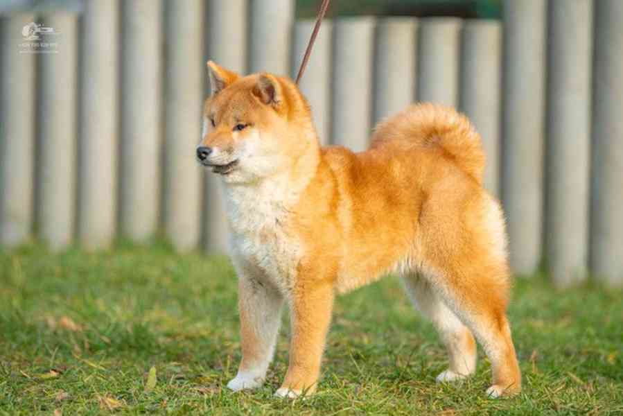 Shiba s PP - foto 9