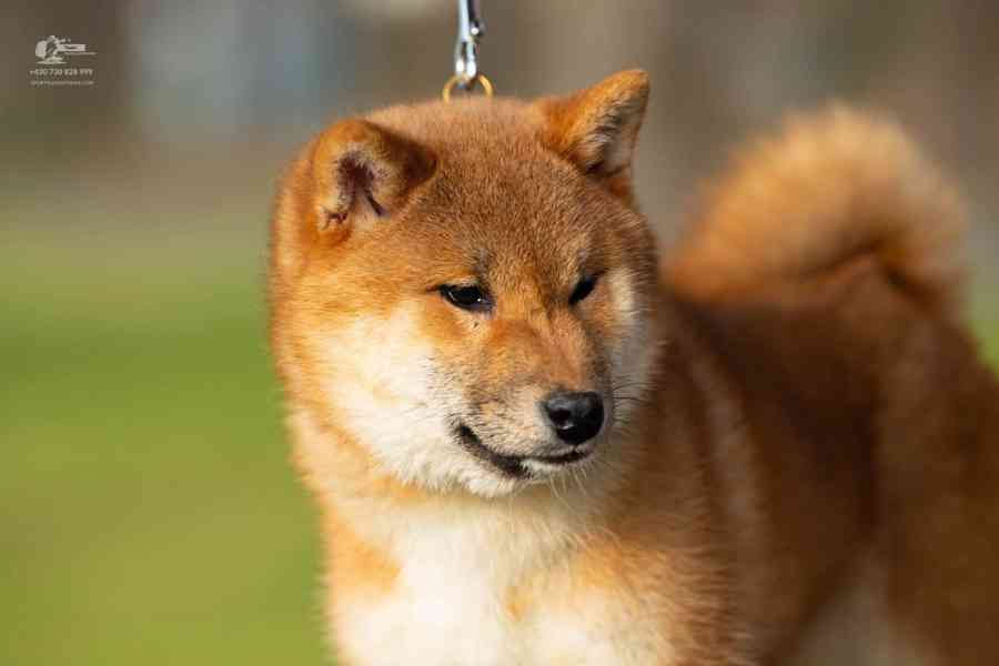 Shiba s PP - foto 11