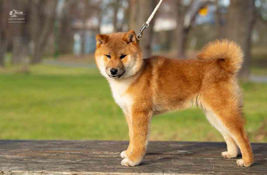 Shiba s PP - foto 6