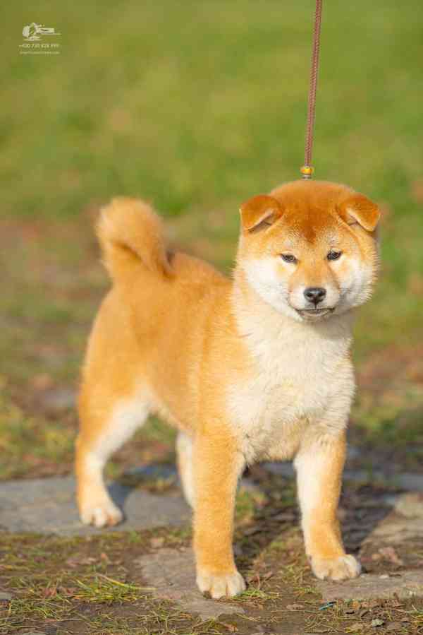 Shiba s PP - foto 2