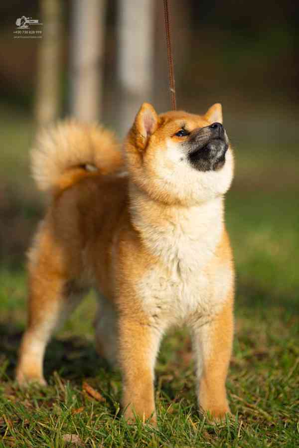 Shiba s PP - foto 4