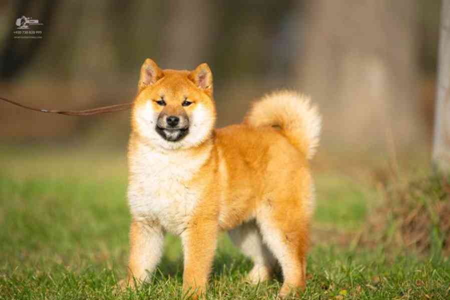 Shiba s PP - foto 1