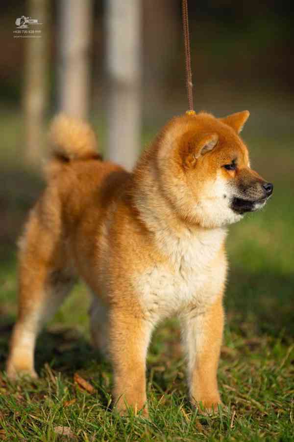 Shiba s PP - foto 3