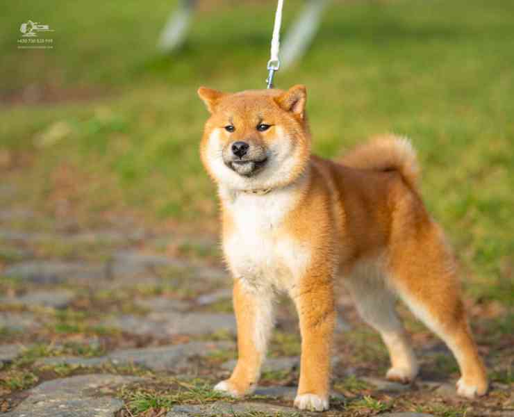 Shiba s PP - foto 5