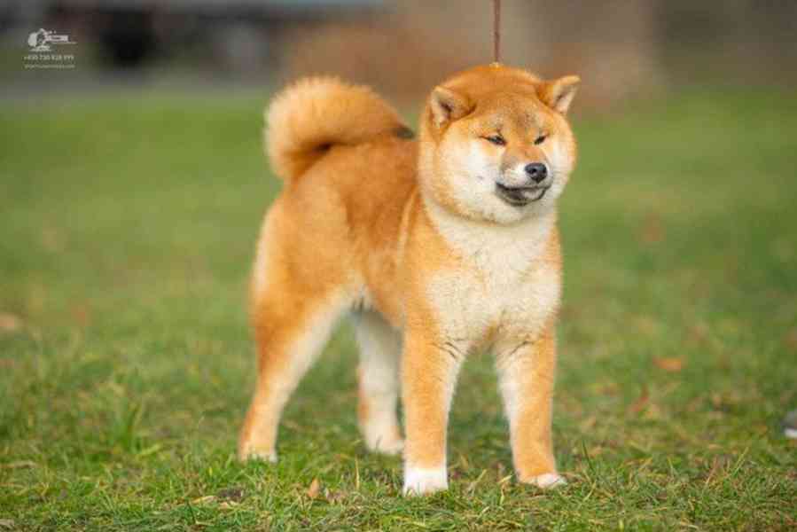 Shiba s PP - foto 8