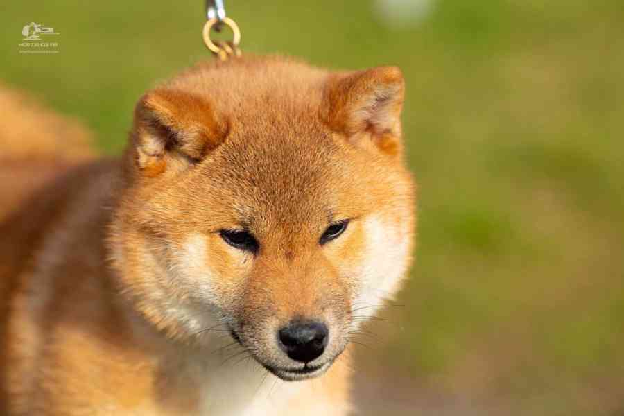 Shiba s PP - foto 10