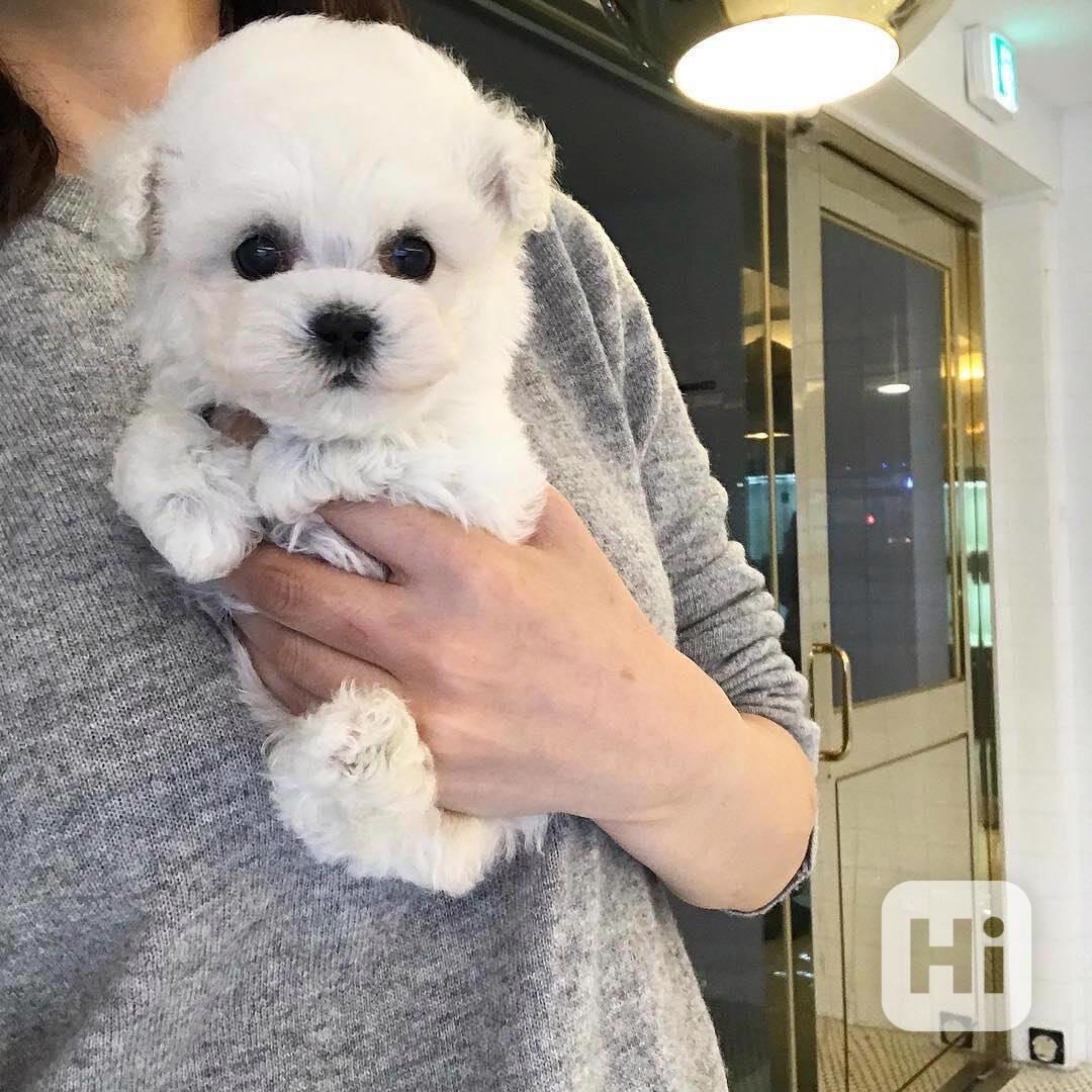 Štěňata maltipoo připravena do nového domova Štěňata maltipo - foto 1