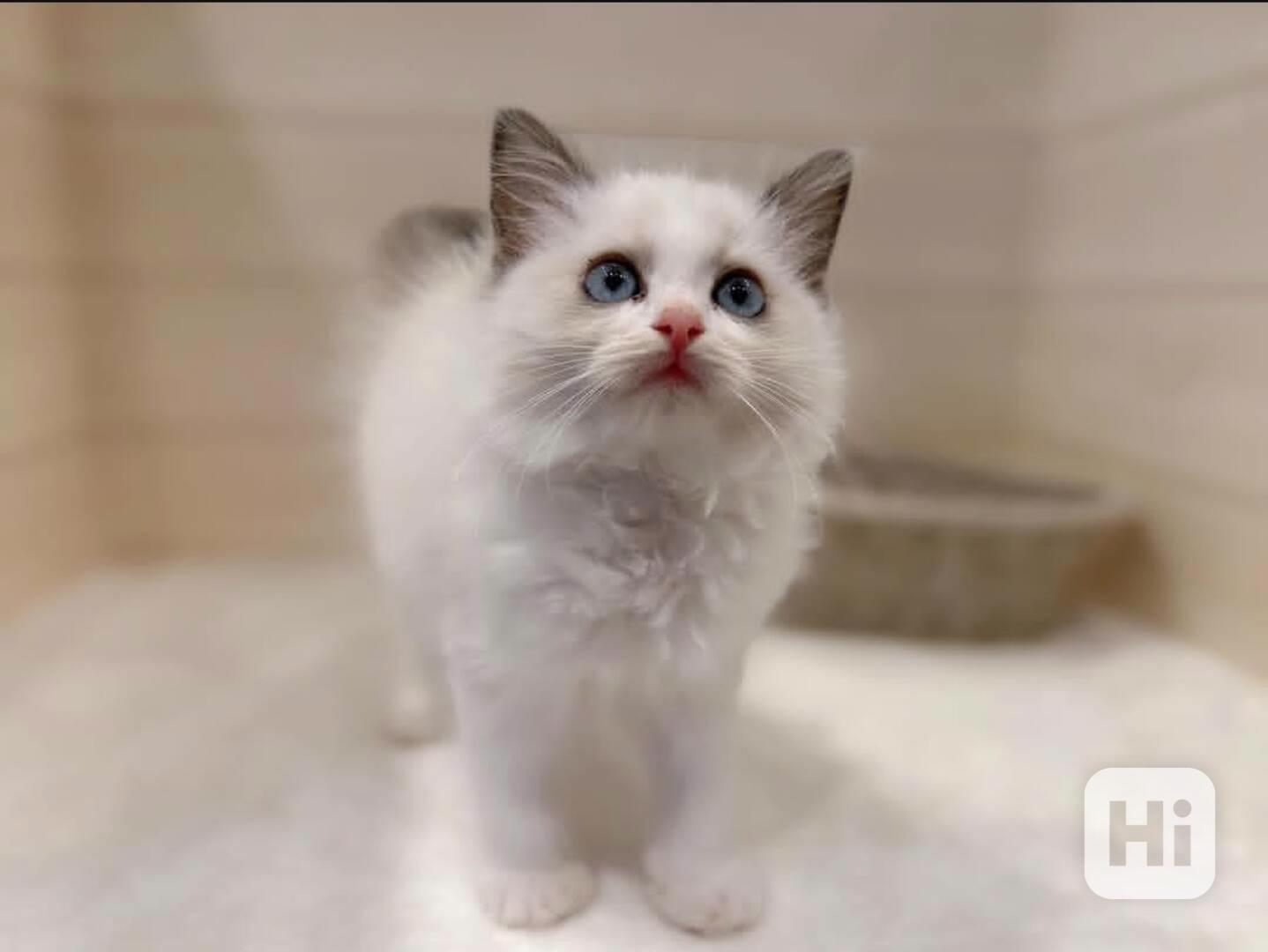 Ragdoll kotě - foto 1