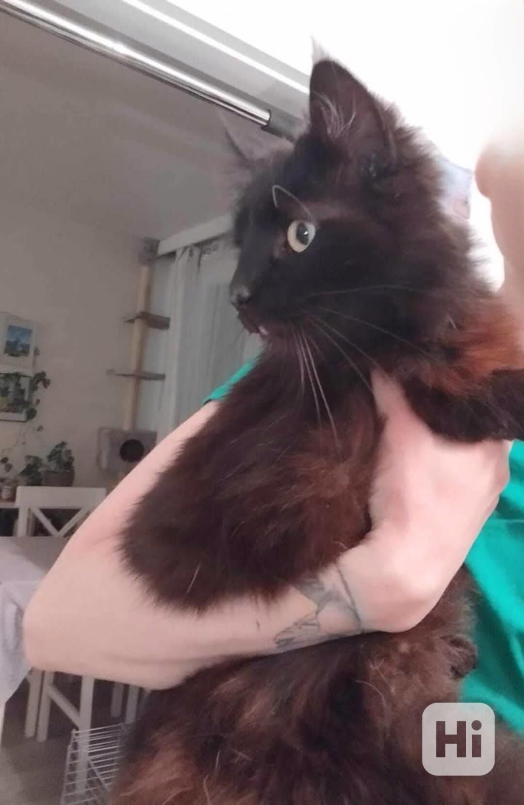 Mazlivý čertík - foto 1