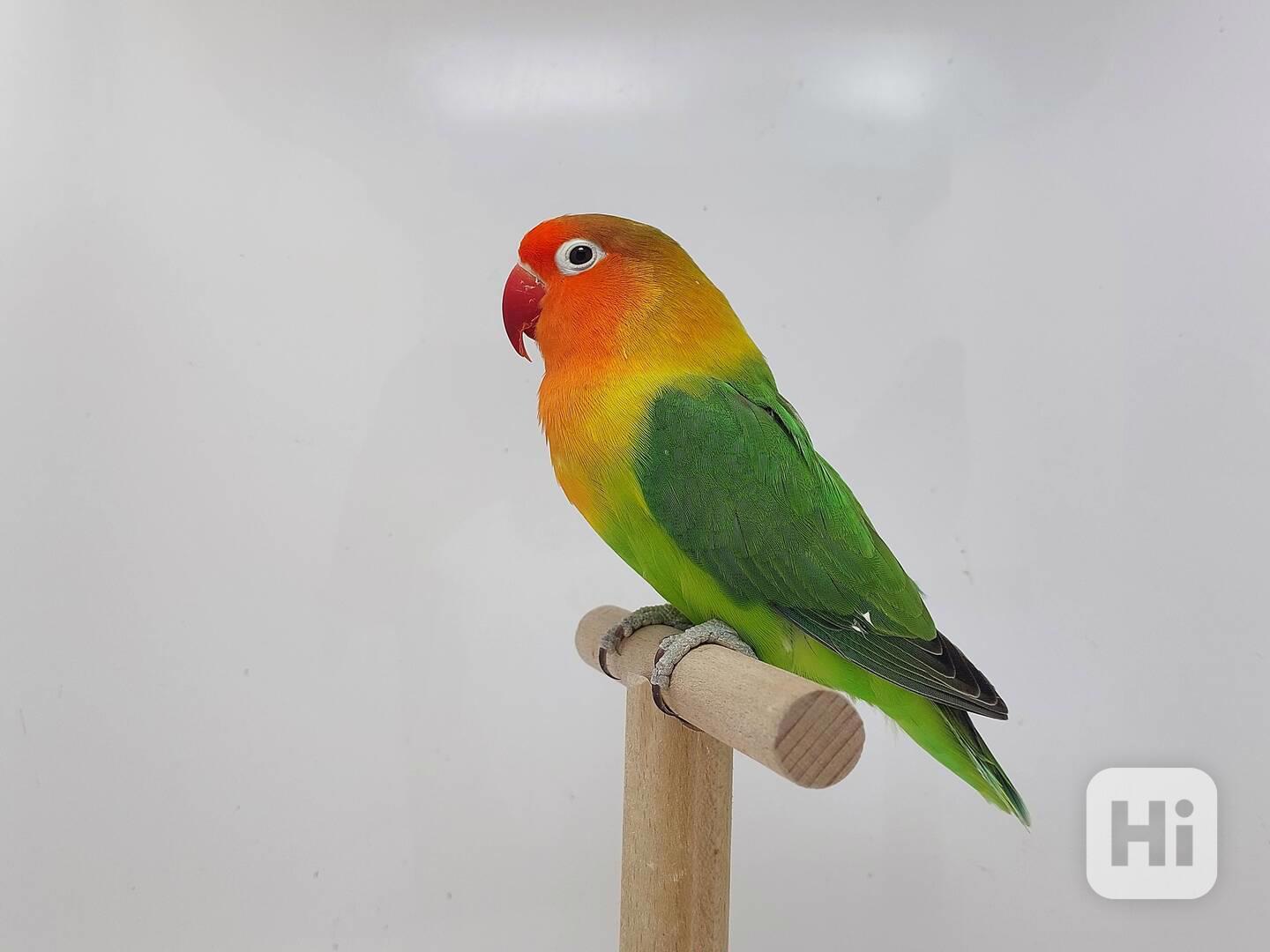 Agapornis fischeri - lutino - foto 1