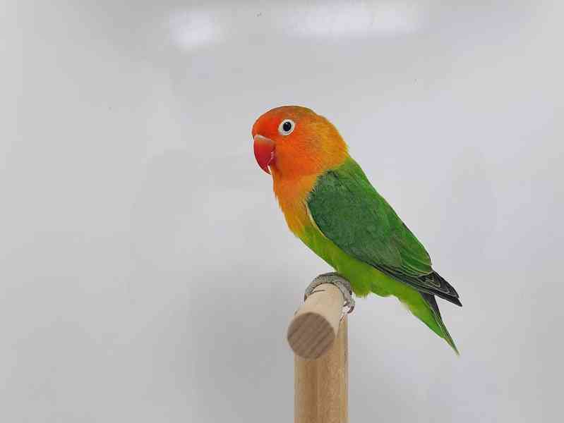 Agapornis fischeri - lutino - foto 2