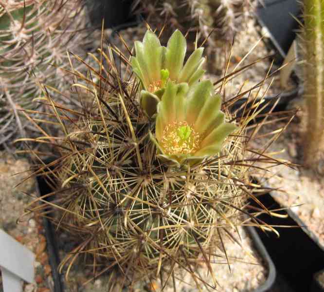 kaktus Ancistrocactus scheeri RS 382 Hipolito Coah - foto 1