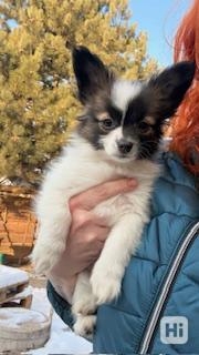 Papillon štěňátka s PP - foto 1