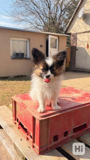 Papillon štěňátko s PP - foto 1