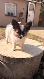 Papillon štěňátko s PP - foto 3