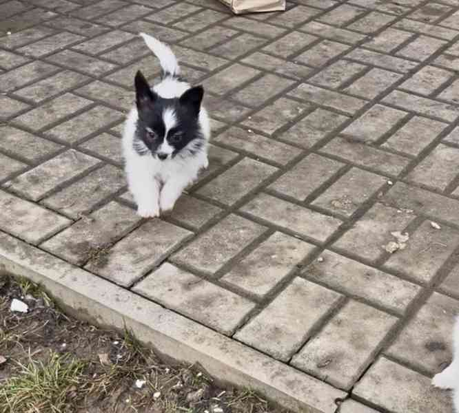 Papillon štěňátka s PP - foto 2