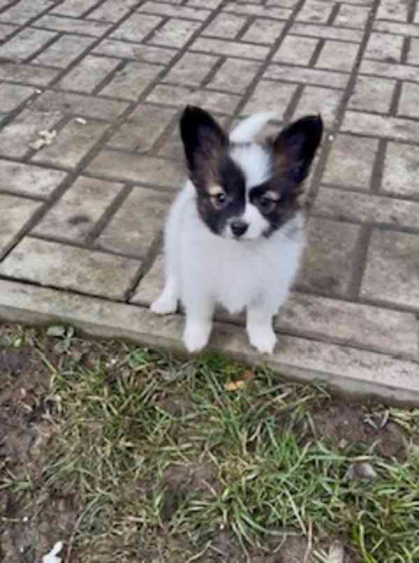 Papillon štěňátka s PP - foto 4