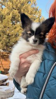 Papillon štěňátka s PP - foto 1