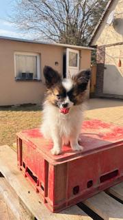 Papillon štěňátko s PP