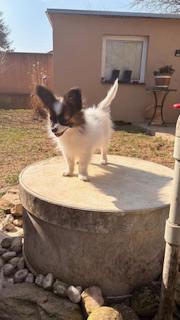 Papillon štěňátko s PP - foto 5