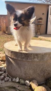 Papillon štěňátko s PP - foto 4