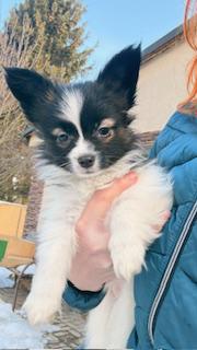 Papillon štěňátka s PP - foto 3