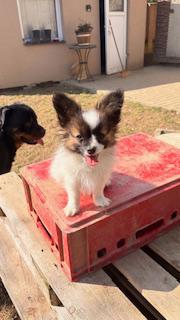 Papillon štěňátko s PP - foto 6