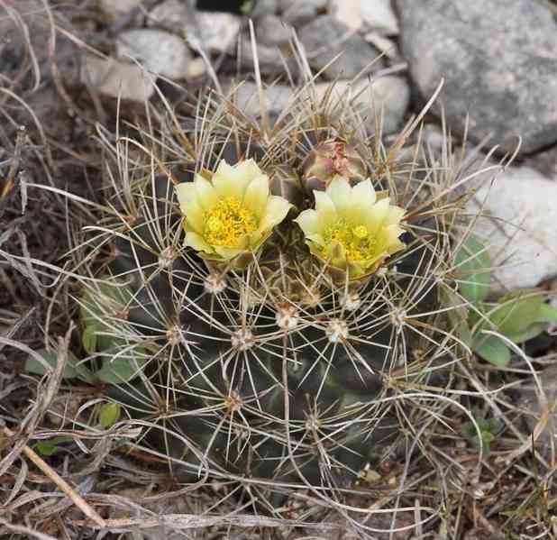 Kaktus Ancistrocactus brevihamatus Val Verde Tx. - semena - foto 1