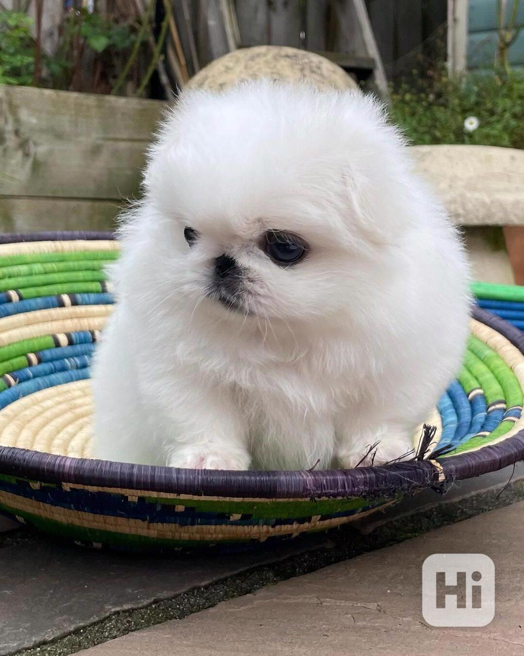 štěňata pekinézského psíka, samci a samice - foto 1