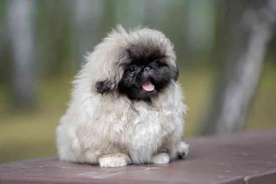 štěňata pekinézského psíka, samci a samice - foto 5