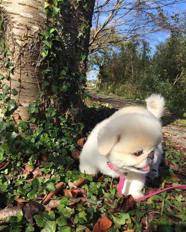 štěňata pekinézského psíka, samci a samice - foto 2