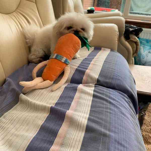 štěňata pekinézského psíka, samci a samice - foto 7