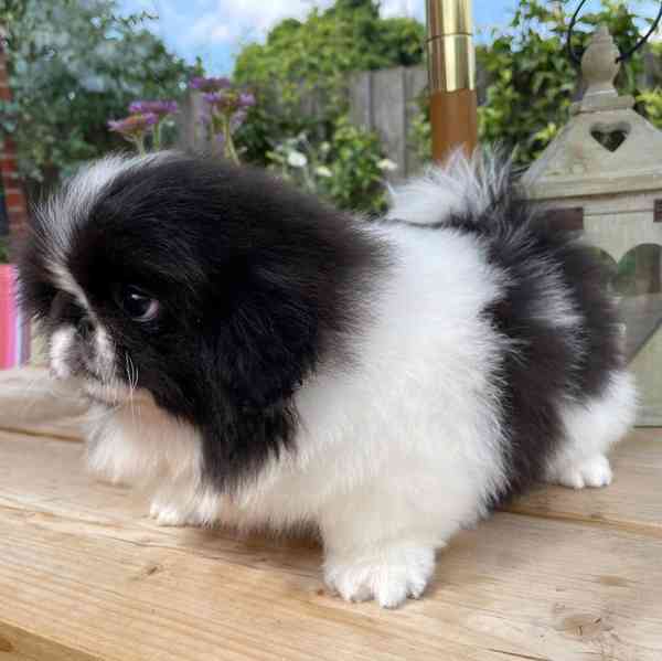 štěňata pekinézského psíka, samci a samice - foto 4