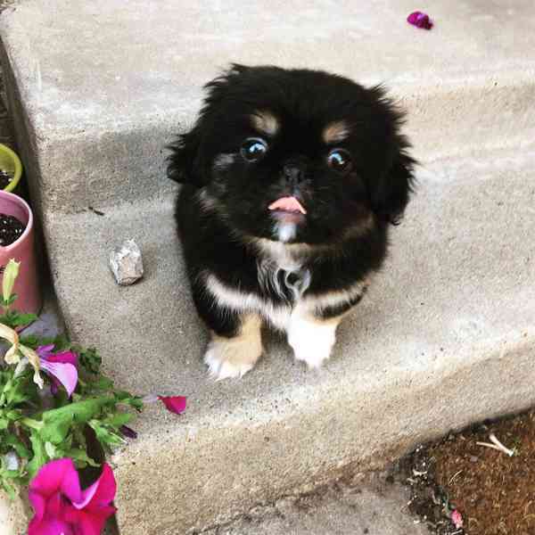 štěňata pekinézského psíka, samci a samice - foto 6