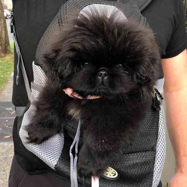 štěňata pekinézského psíka, samci a samice - foto 3