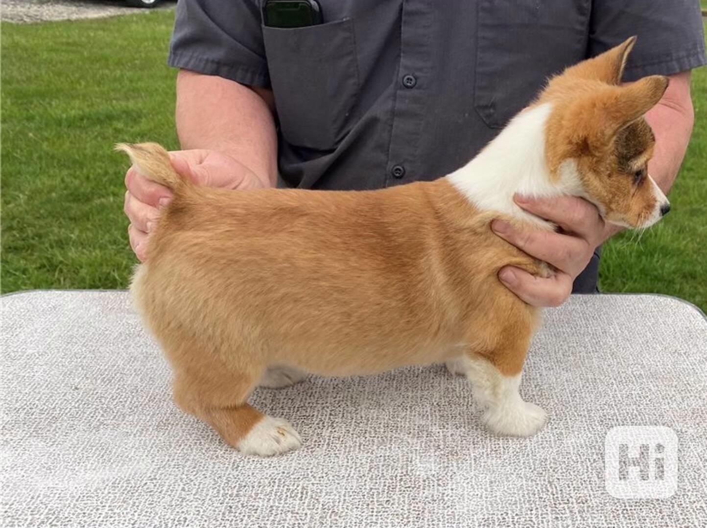 Štěňata velšského corgi k dispozici - foto 1