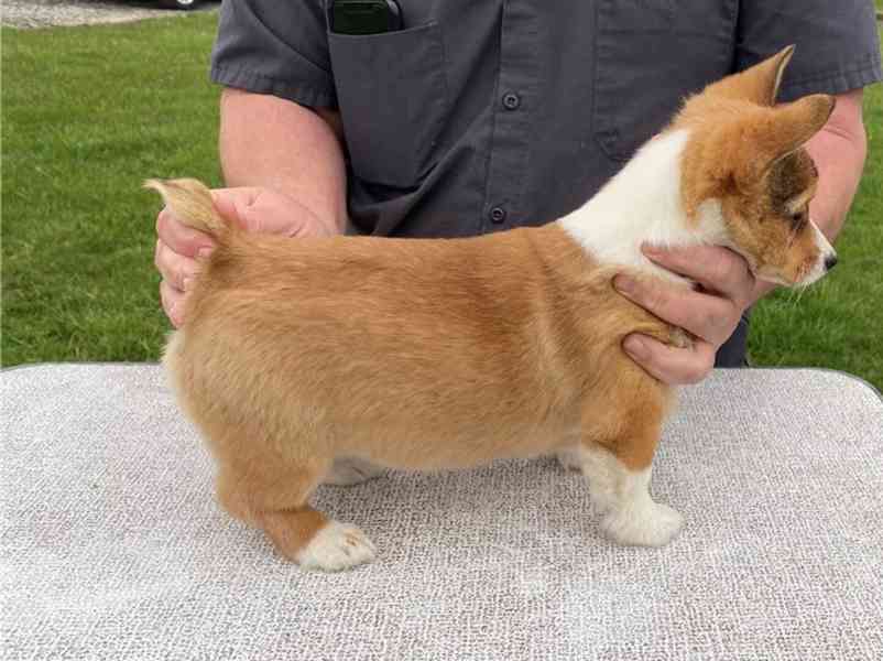 Štěňata velšského corgi k dispozici - foto 1