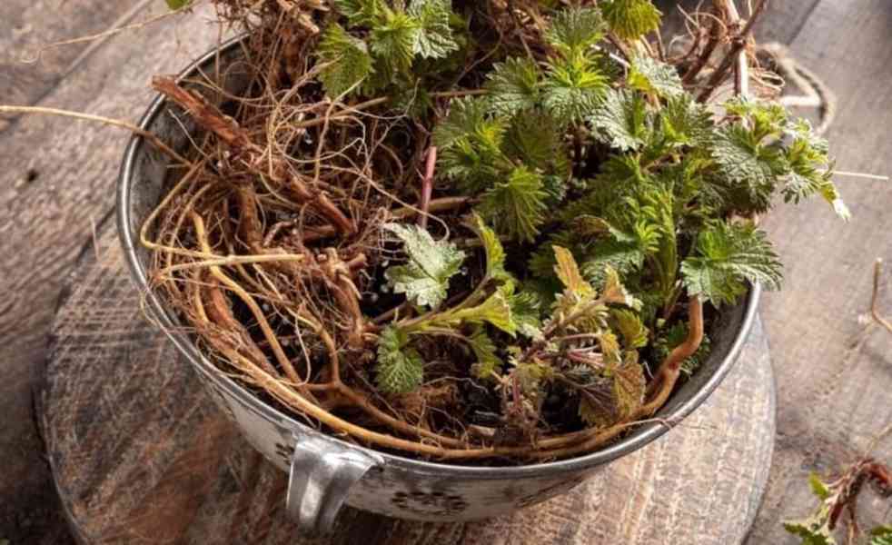 Prodej Kořen Kopřivy (Nettle Root) ve velkém od výrobce - foto 3