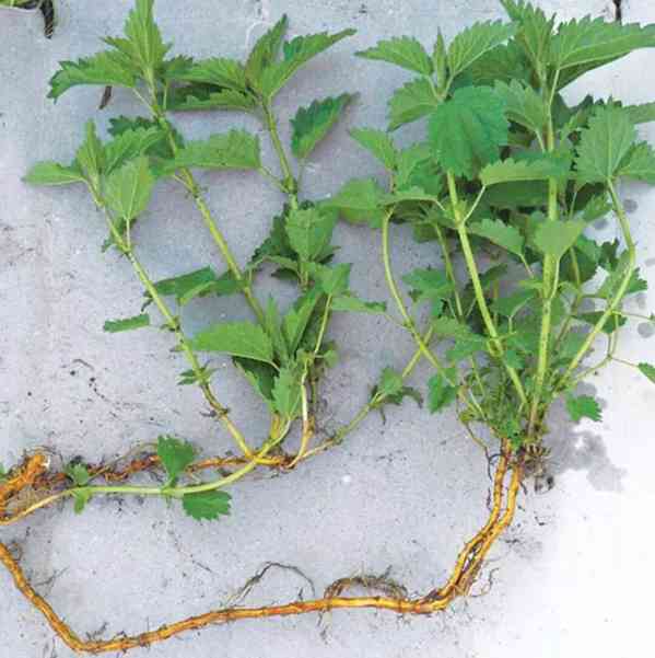 Prodej Kořen Kopřivy (Nettle Root) ve velkém od výrobce - foto 2