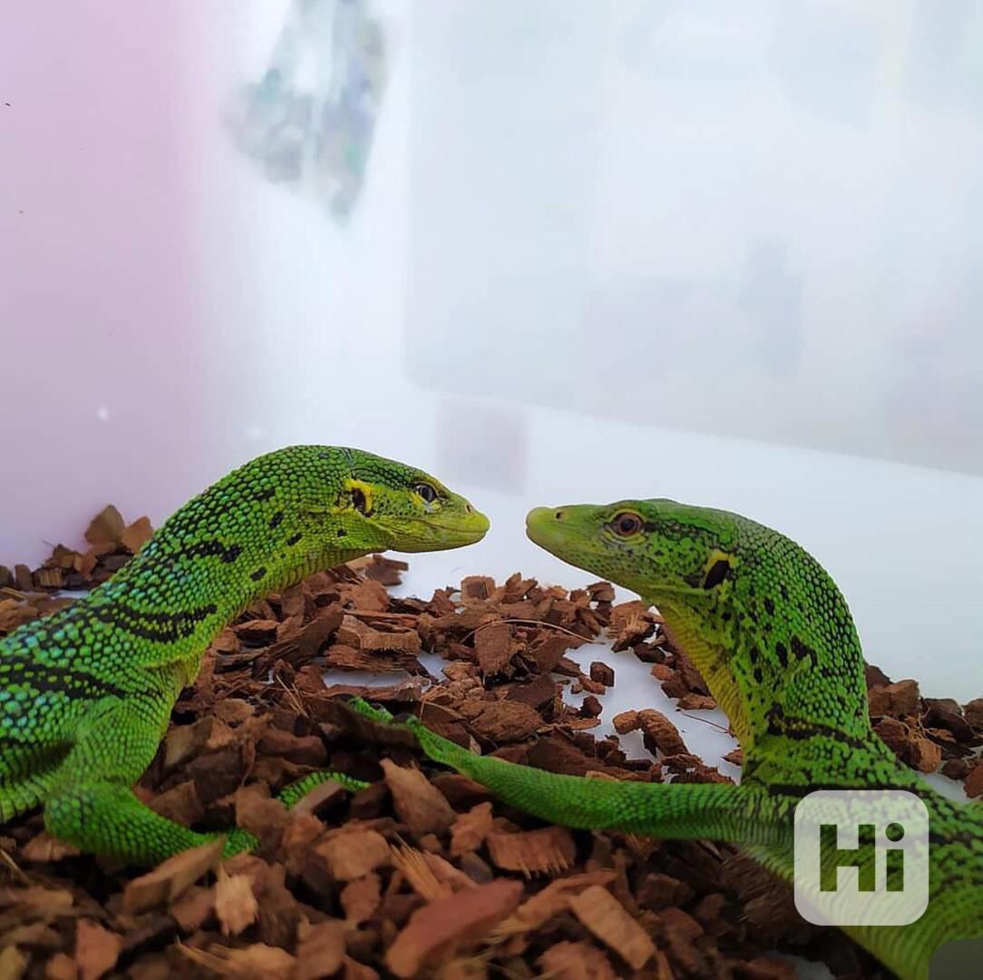 Varanus Prasinus - foto 1