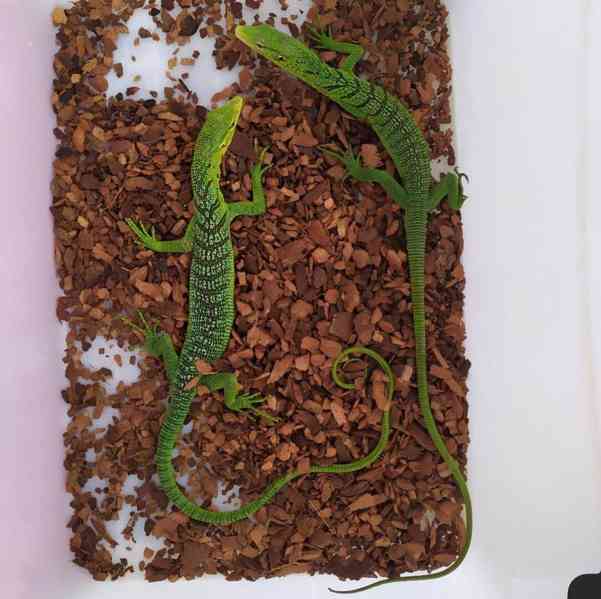 Varanus Prasinus - foto 2