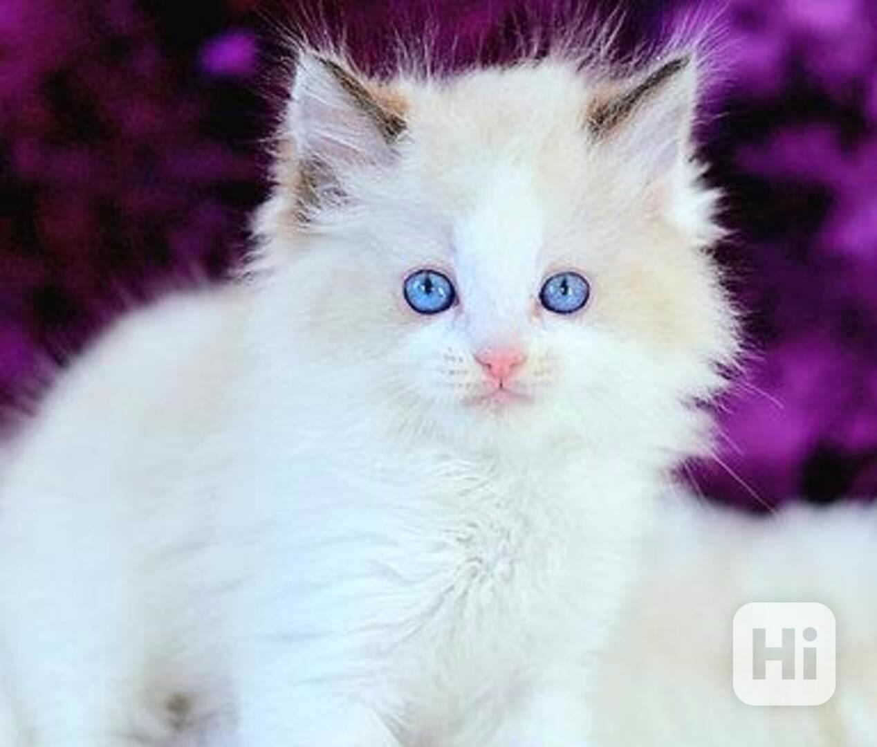 Koťata plemene Ragdoll odchovaná doma - foto 1