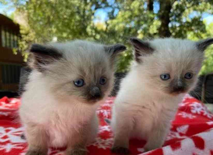Koťata plemene Ragdoll odchovaná doma - foto 2