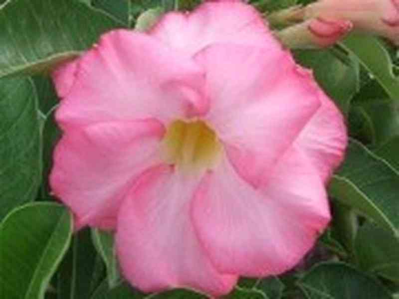 Adenium obesum namwan