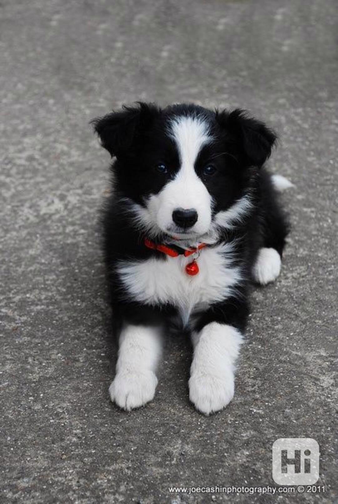 K dispozici krásná štěňata border kolie - foto 1