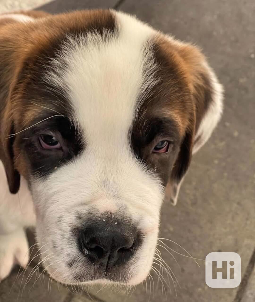 Štěně bernardince k adopci zdarma. - foto 1