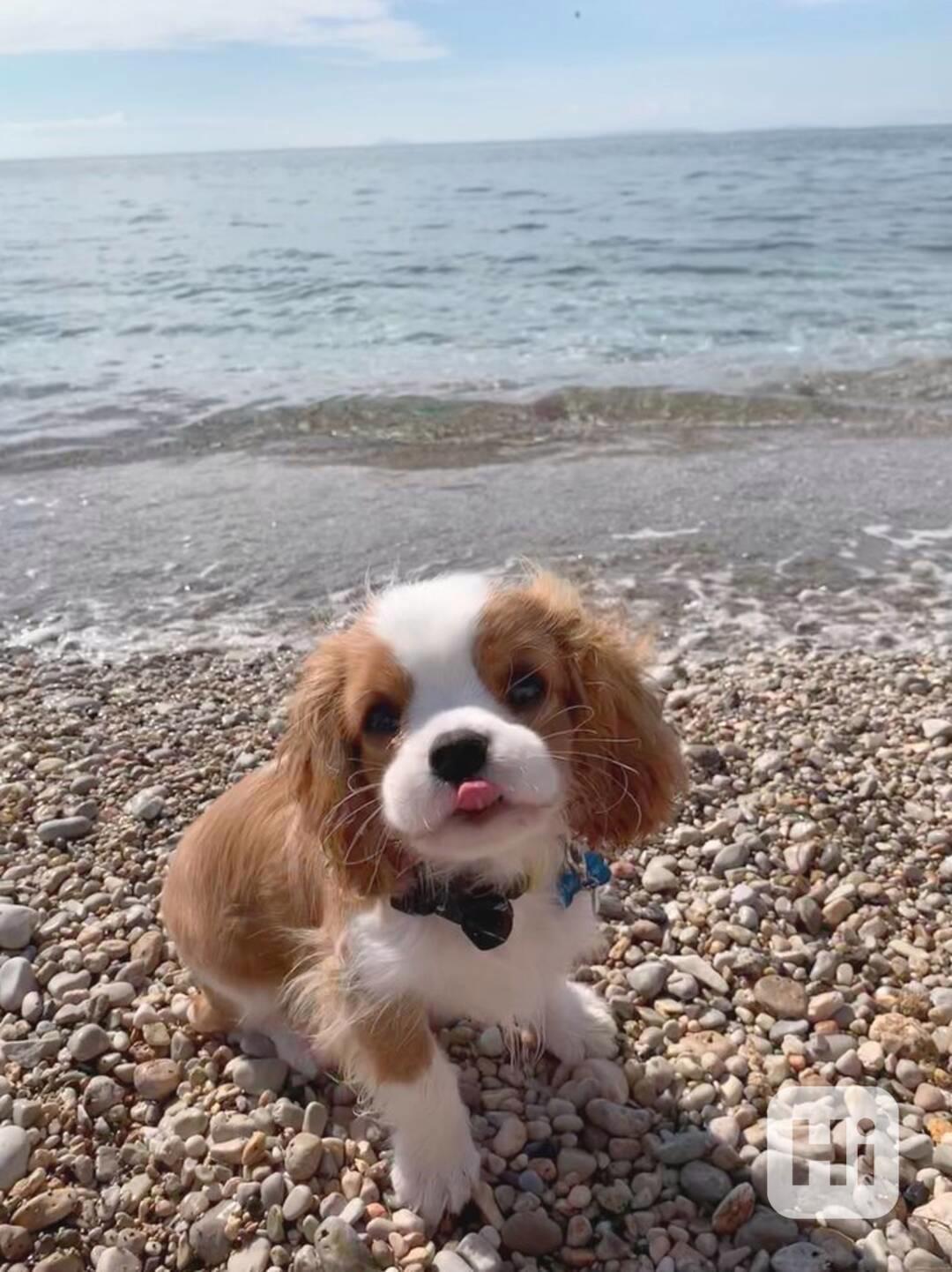 Volná štěňata kavalír King Charles španěl k adopci - foto 1