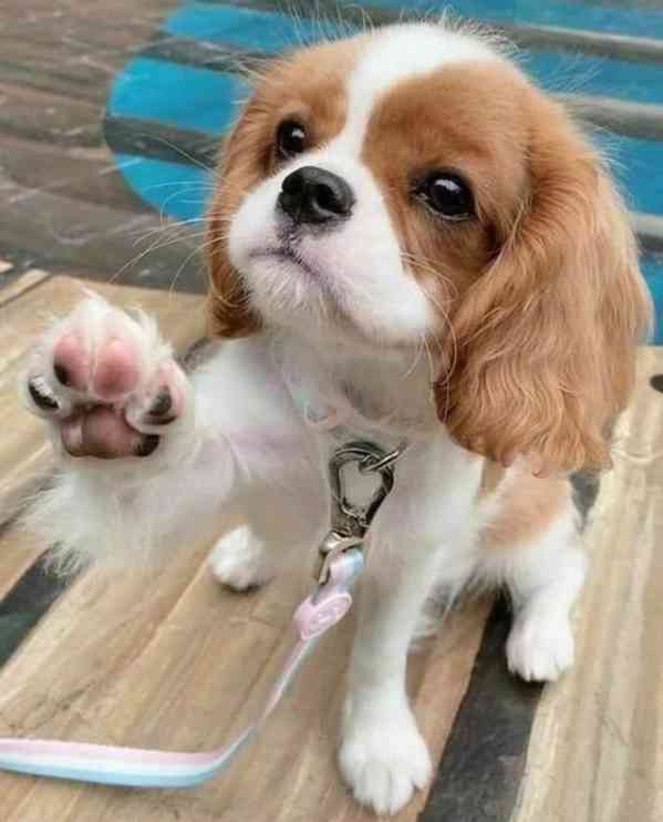 Volná štěňata kavalír King Charles španěl k adopci - foto 2