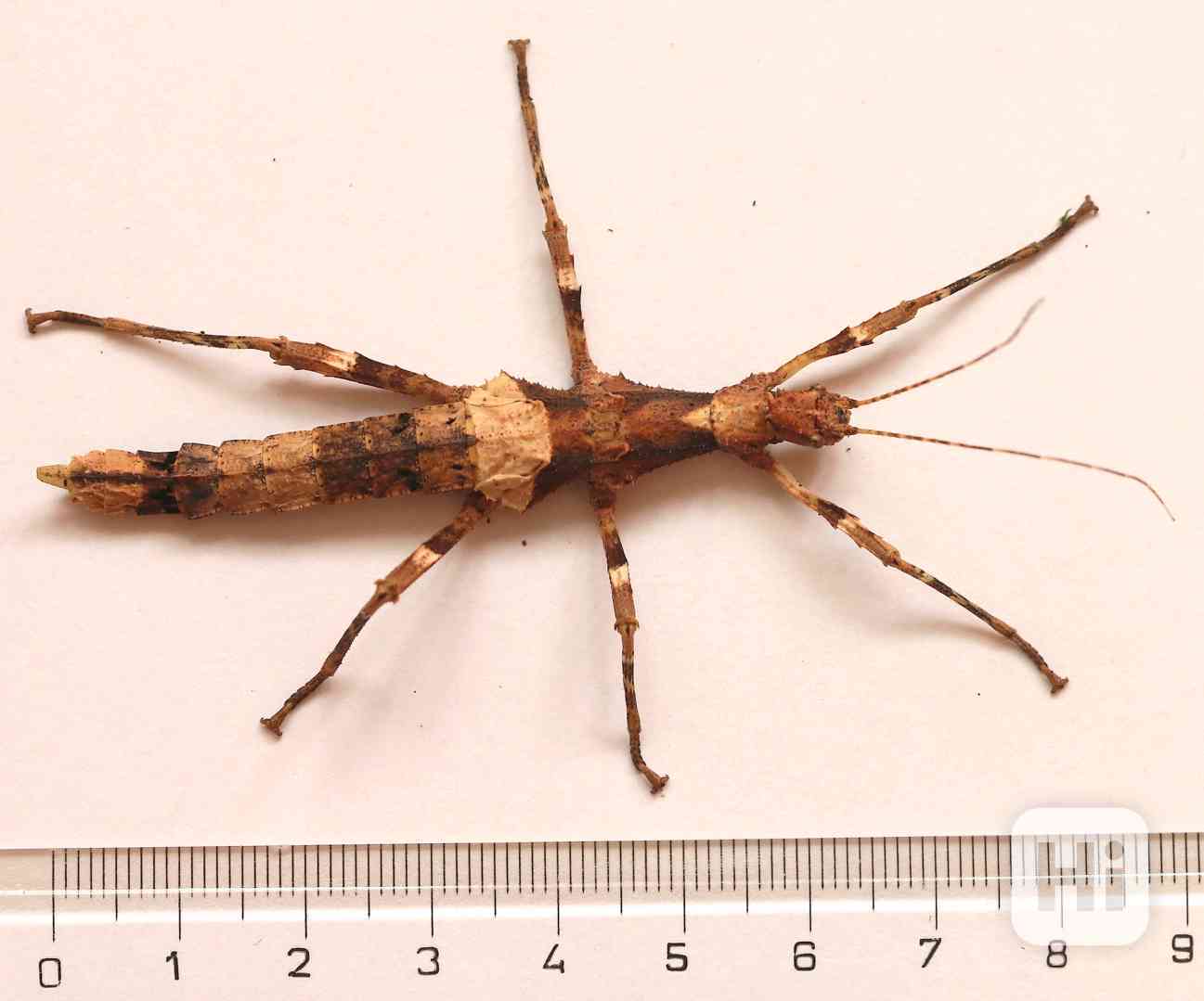 Daruji strašilky Sungaya inexpectata - foto 1